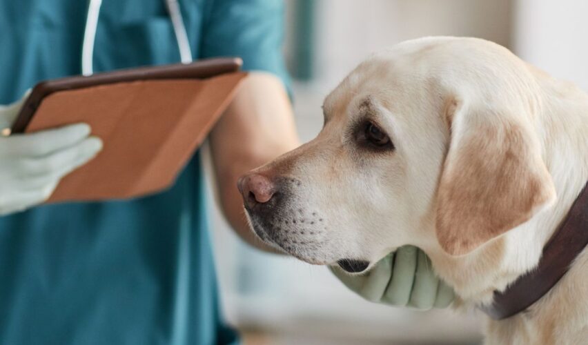 Weterynarz Zabrze Zaborze